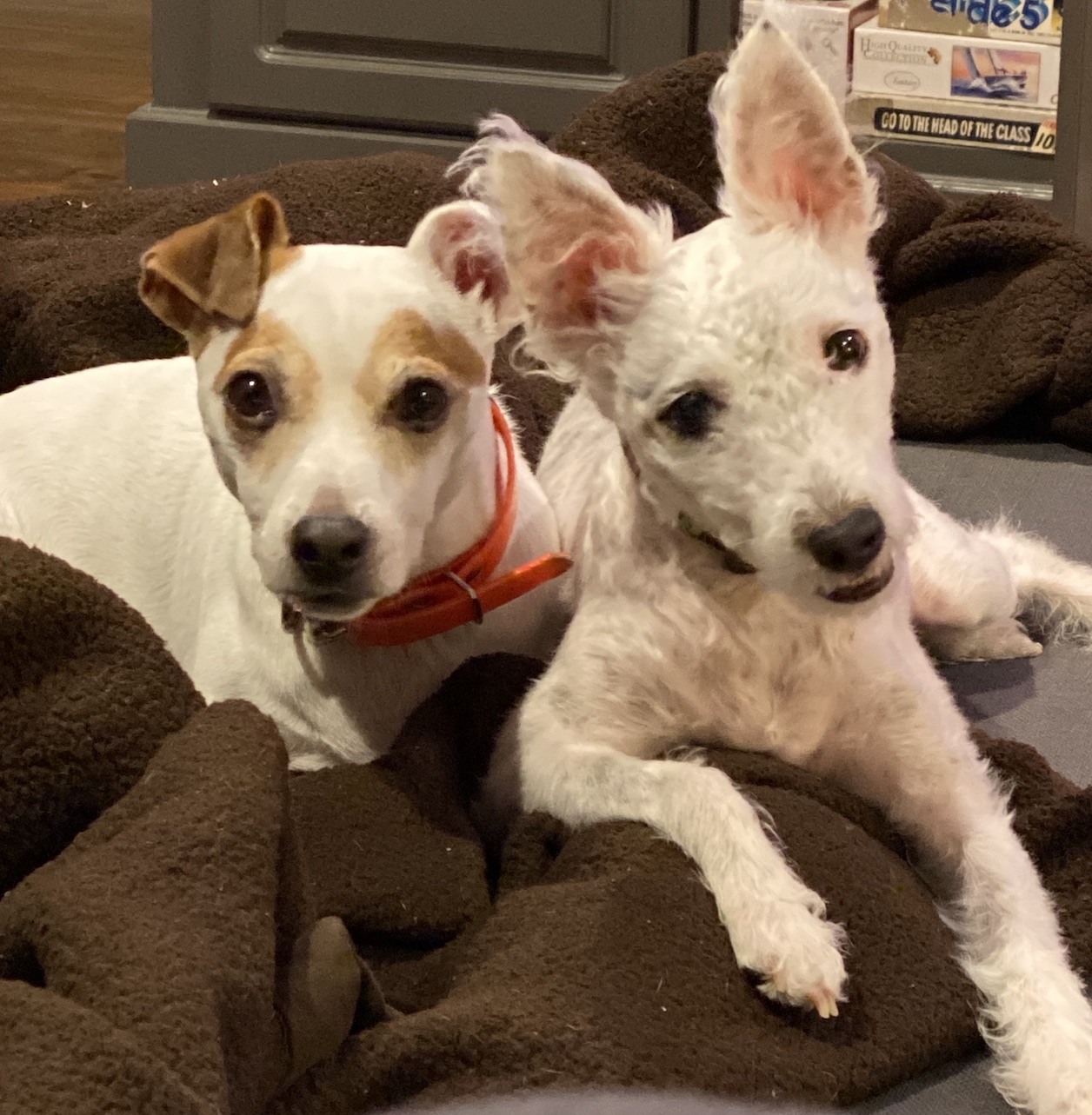 Captain and Piper sharing a blanket on the couch.